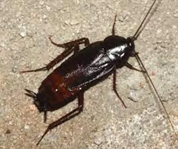 تعبیر خواب سوسک نی نی سایت برای زن متاهل و باردار و دختر مجرد از روانشناسی