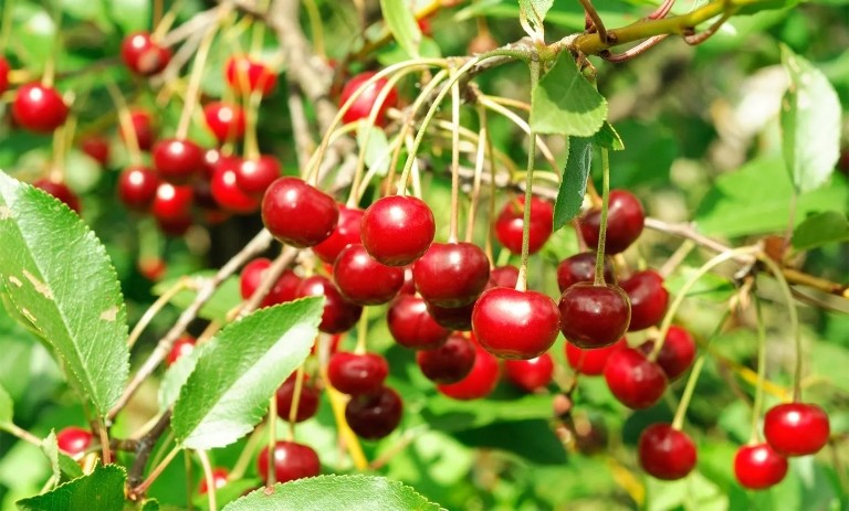 11 خاصیت و کاربرد برگ آلبالو که که از آن بی‌خبرید