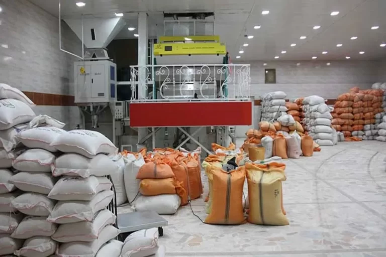 بحران برق، شالی‌کاران گیلان را زمین‌گیر کرده است