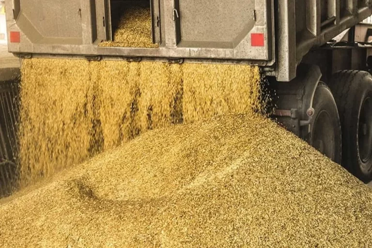 کمبود و گرانی نهاده دامی نتیجه ناکارآمدی است