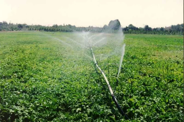 آب؛ قربانی کشاورزی پرمصرف/ سرمایه حیاتی کرمان رو به اتمام