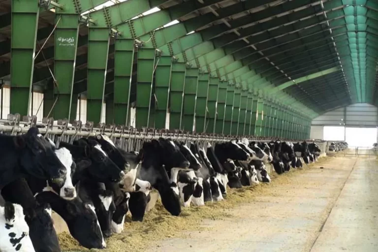 راز اصلی بحران بازار گوشت و شیر فاش شد!