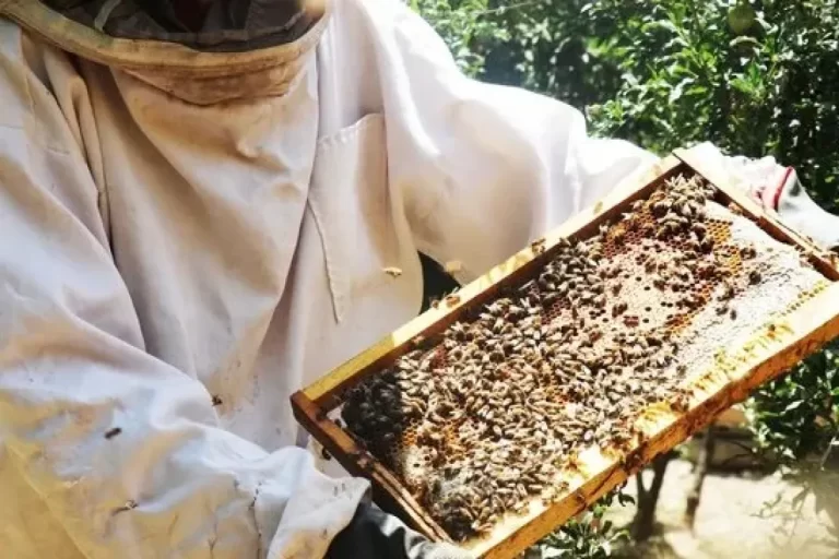 عسل ایلام در بازارهای جهانی