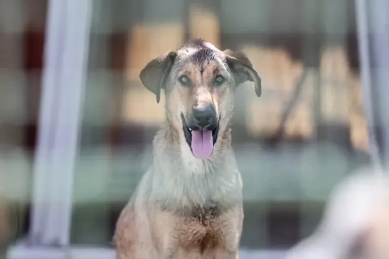 آمار حیوان‌گزیدگی در کشور به سطحی نگران‌کننده رسیده است