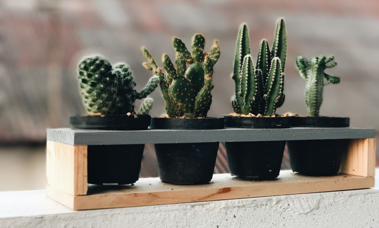 گل و گیاهانی که اشعه مضر امواج وای فای را جذب می‌کنند