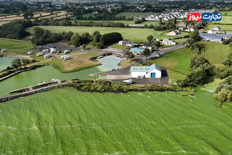 مرگ خاموش بزرگترین دریاچه انگلیس / بحران جلبکی «لخ نی» و پیامدهای اقتصادی آن