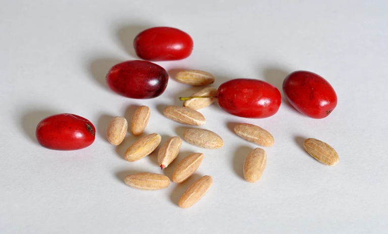 روش‌های سریع و آسان برای جدا کردن هسته زغال‌اخته