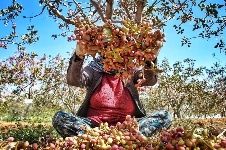 تصاویر؛ برداشت پسته در باغات اسفراین