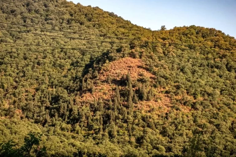 تصاویر؛ خشکسالی در جنگل‌های هیرکانی گلستان