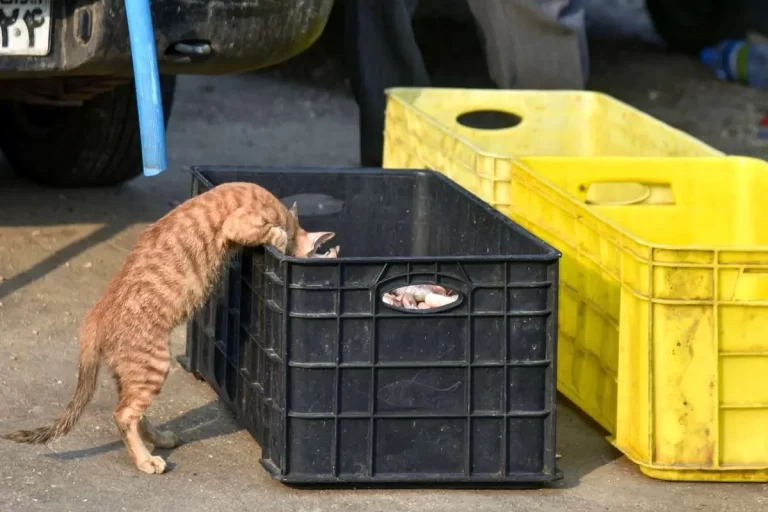 تصاویر؛ فروش میگو روی لنج