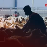 قیمت دام زنده امروز ۲۲ آذر ۱۴۰۴ + جدول