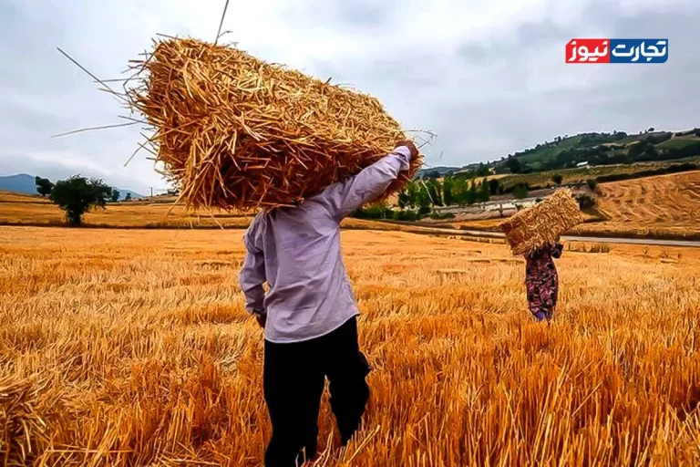 جدال دستگاه‌ها سر تعیین قیمت خرید تضمینی گندم / تعیین نرخ زیر ۳۰ هزار تومان خلاف اصول خودکفایی است