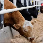 قیمت دام زنده امروز ۲۵ آذر 1404 + جدول