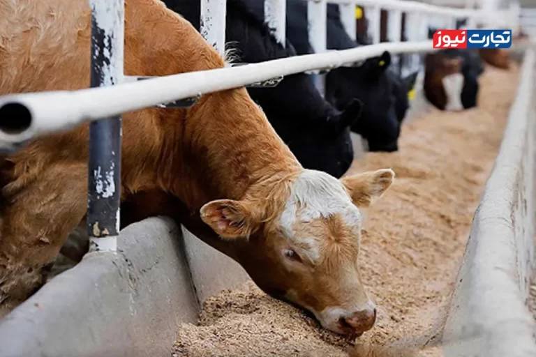 افزایش قیمت نهاده دامی تنها 5 تا 10 درصد روی بازار تاثیر دارد / برخی دامداران ناچار می‌شوند نهاده موردنیاز خود را از بازار آزاد بخرند