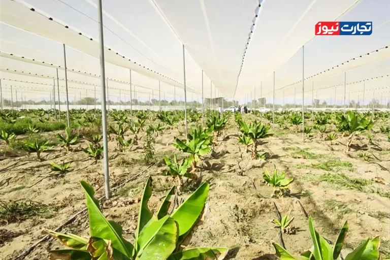 خودکفایی در تولید موز؛ وعده‌ای که برای ایران گران تمام می‌شود!