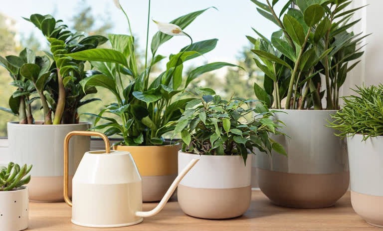 چگونه گیاهان آپارتمانی خود را برای فصل پاییز آماده کنیم؟