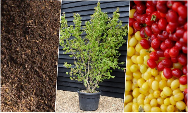 روش کاشت هسته زغال اخته در گلدان+ روش نگهداری