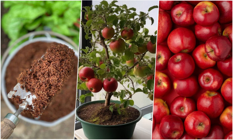 کاشت دانه سیب در گلدان + روش نگهداری