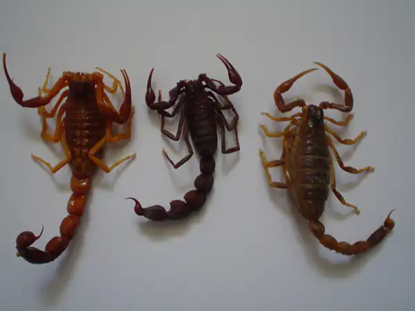 تعبیر خواب عقرب امام صادق برای زن متاهل و باردار و دختر مجرد از روانشناسی