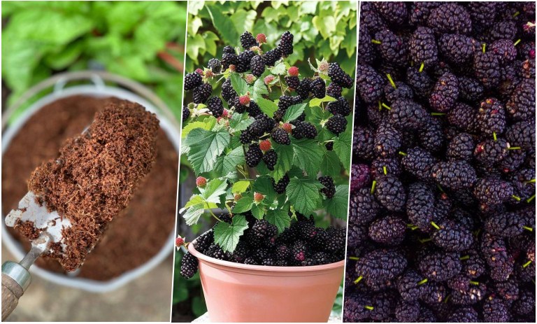 آموزش کاشت شاه توت در گلدان+ روش نگهداری