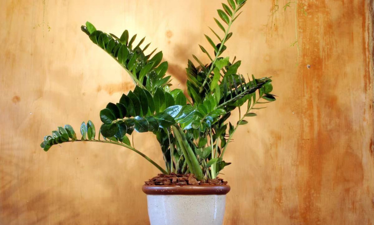 علت خم شدن گیاه زاموفیلیا و نحوه رفع آن