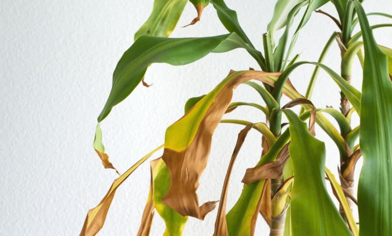 5 نشانه‌ مهمی که خبر از مرگ یک گیاه می‌دهد + روش‌های احیای آن