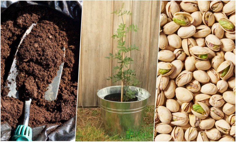 آموزش کاشت پسته خام در گلدان + روش نگهداری