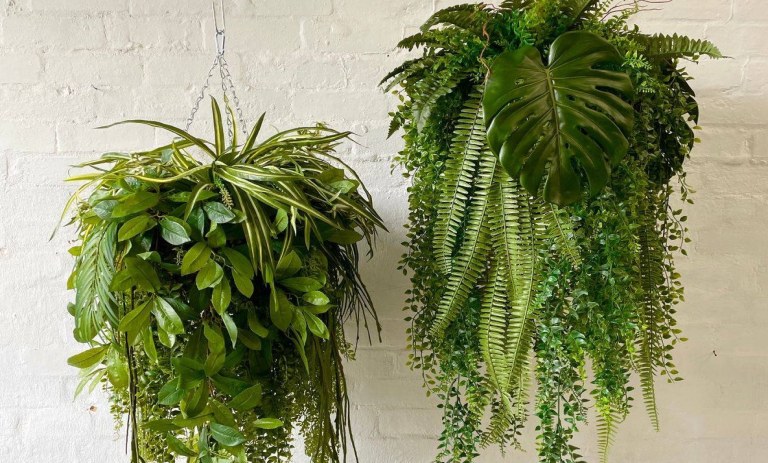 دلایل توقف رشد گیاهان آپارتمانی و راهکارهای رفع آن