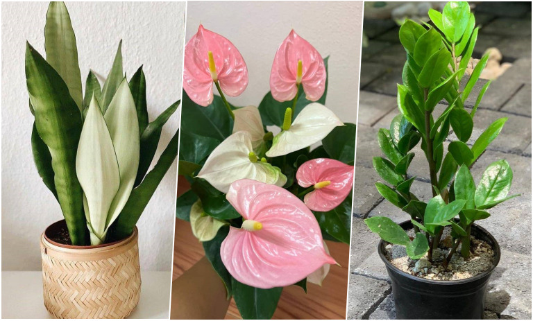 گل‌های آپارتمانی سایه‌دوست که خانه شما را زیبا می‌کنند