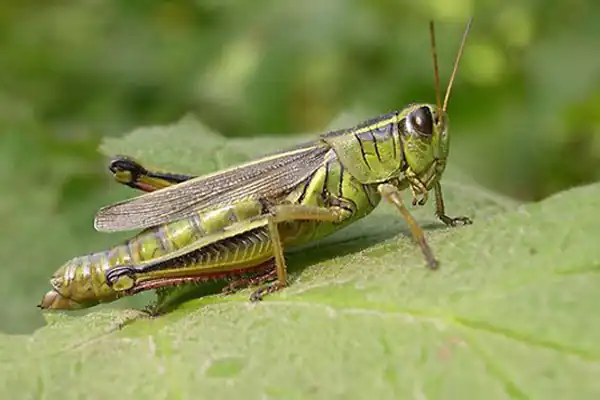 تعبیر خواب ملخ سبز در خانه برای زن متاهل و باردار و دختر مجرد از روانشناسی
