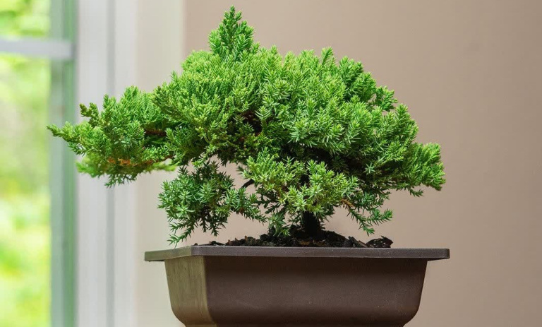 روش نگهداری و پرورش کاج نانا (بونسای نانا)