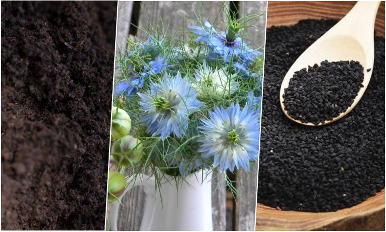 آموزش کاشت و برداشت بذر سیاه دانه در گلدان + روش نگهداری