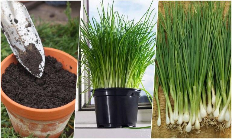 آموزش کاشت پیازچه در گلدان + روش نگهداری