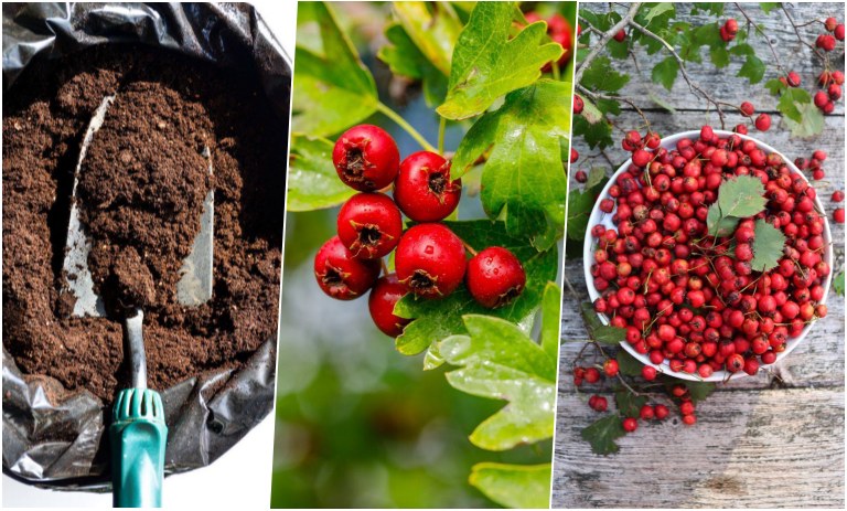 آموزش کاشت هسته زالزالک در گلدان+ روش نگهداری