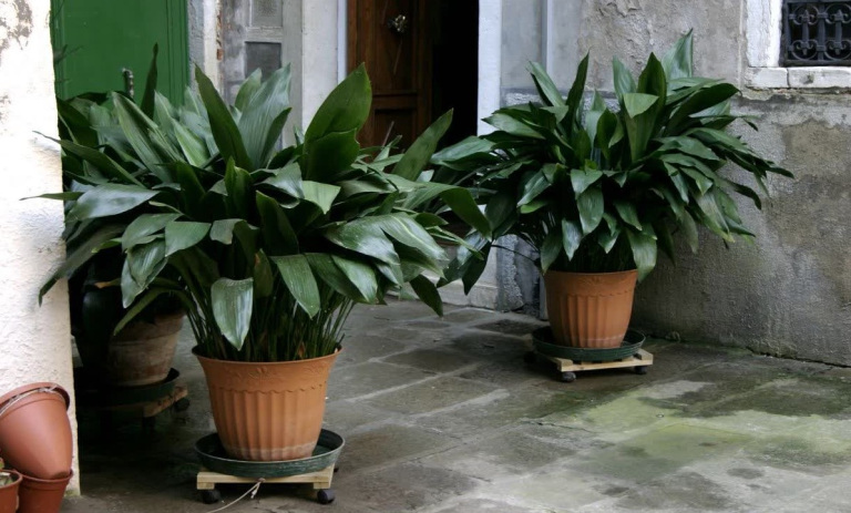 روش کاشت و پرورش گیاه برگ عبایی + مراقبت از آن