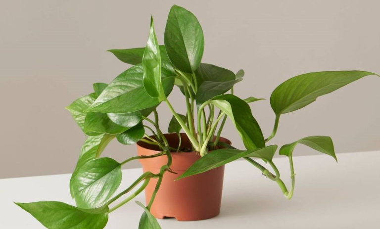 نور مناسب برای پتوس؛ بهترین جای خانه کجاست؟