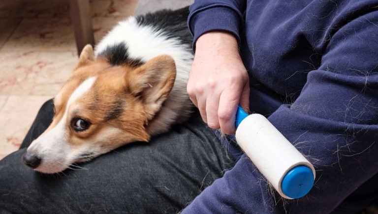 6 روش کاربردی برای پاک کردن موی حیوانات خانگی از لباس‌ها