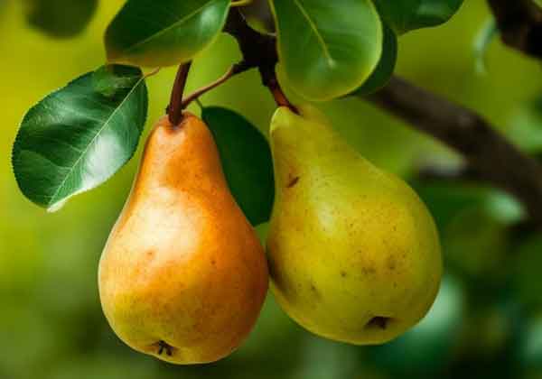 تعبیر خواب گلابی بزرگ + حضرت یوسف و امام یوسف و درخت گلابی پر بار