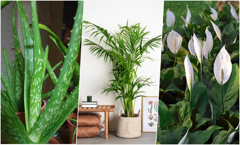 9 گیاه آپارتمانی که سلامت شما را تضمین می‌کنند