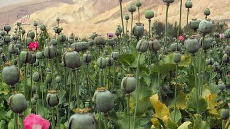 اما و اگرهای کشت خشخاش در ایران/ خطر یا منفعت؟