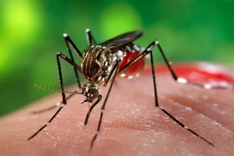 تعداد ۴۹۷ مورد بیمار مبتلا به تب دنگی در کشور شناسایی شد