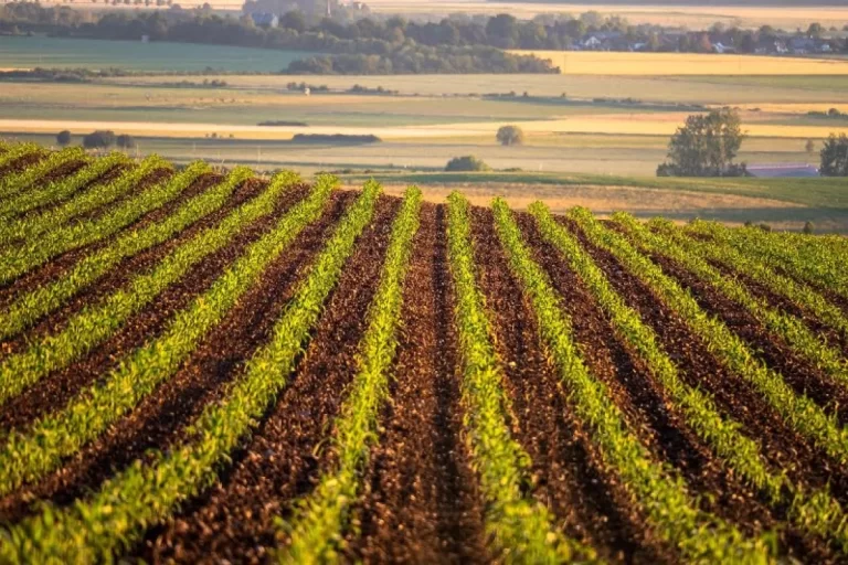 پیوستن ایران به برنامه چارچوب جهانی کم‌آبی در بخش کشاورزی فائو