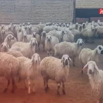 قیمت دام زنده امروز 15 آذر 1404 + جدول