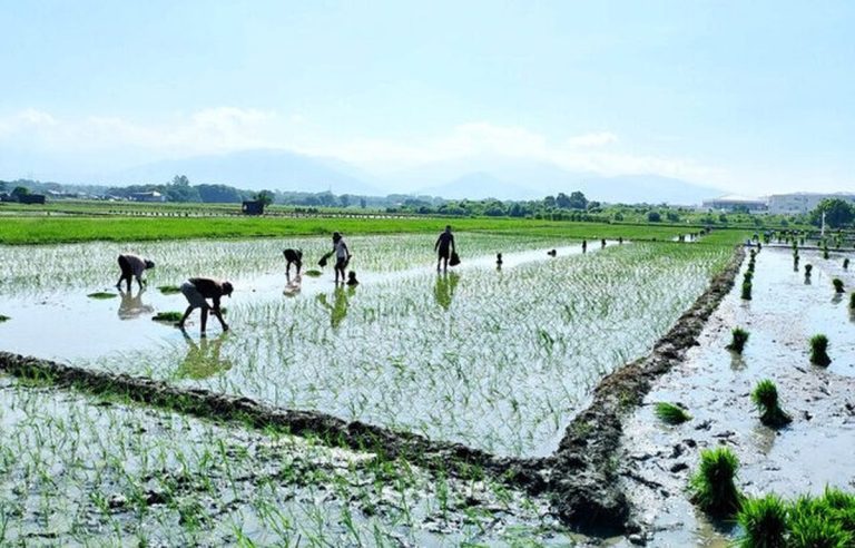 پیش‌بینی قیمت برنج/ ارزانی در راه است