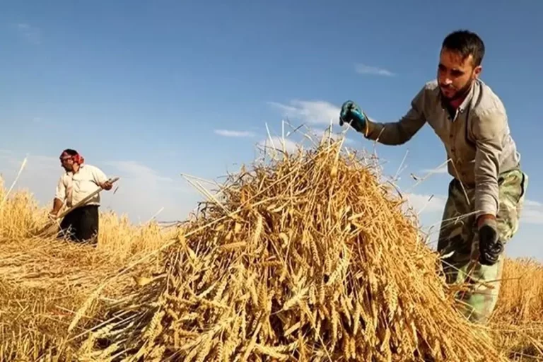 ۳۲۰۶ میلیارد تومان دیگر از مطالبات گندمکاران پرداخت شد