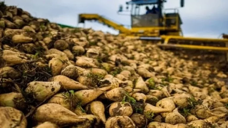 کام کشاورزان لرستان با نبود مشتری تلخ شد