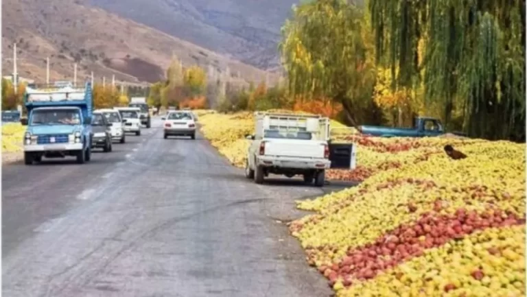 خرید سیب پادرختی ۵۰ درصد کاهش یافت