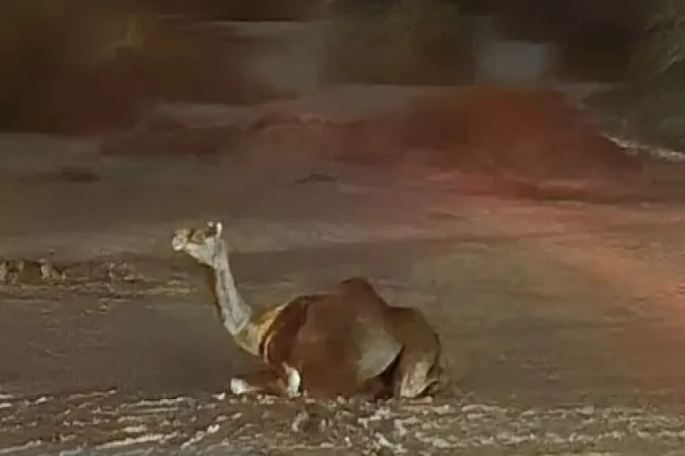 رخ دادن ۳۱۸ مورد حادثه ترافیکی ناشی از برخورد با شترهای سرگردان