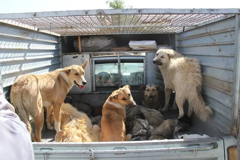 روزی ۳۰ سگ ولگرد در تهران جمع آوری می شوند