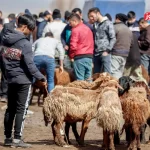 قیمت دام زنده امروز ۲۷ آذر 1404 + جدول